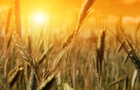trigo sol