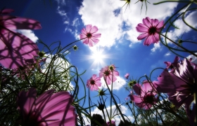 flores