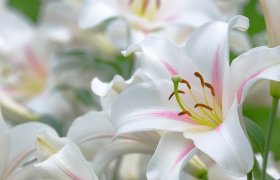 flores