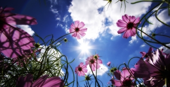 flores naturaleza
